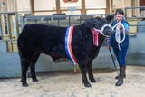 Champion Beast at Dumfries Christmas Show Limousin x Steer from Messrs Vance Bridge House 650kg at 300p-kg-2